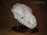 vente d'ostéologie (crâne)