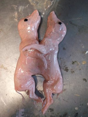 taxidermie cochon siamois