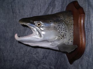 ichtyo-taxidermie ou la taxidermie des poissons