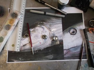oeil bonefish