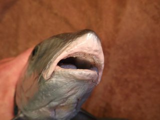taxidermie du bonefish
