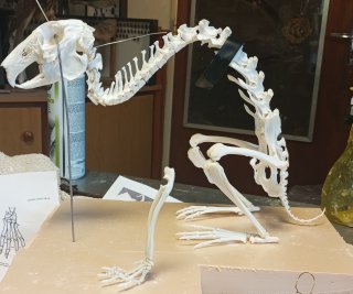 Anatomie squelettique des mammifères