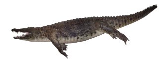 Crocodylus niloticus (Laurenti, 1768)
