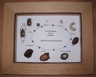 Cycle biologique des cétoines (eudicella, goliath) et des carabes