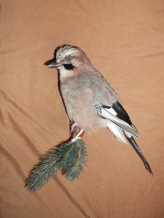 Taxidermie Oiseau Naturalise Geai des chênes 