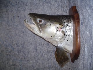 taxidermie poissons