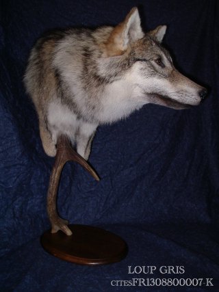 le loup d’Europe (Canis lupus lupus)