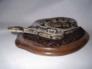 python royal, vente