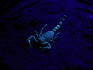 fluorescence chez les scorpions